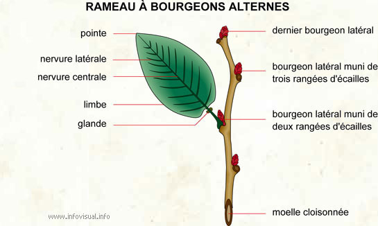 Rameau à bourgeons alternes (Dictionnaire Visuel)